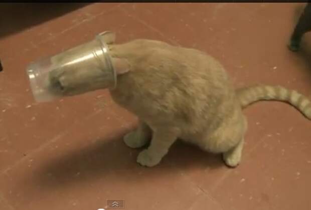 Хозяин, выпусти! коты, фото
