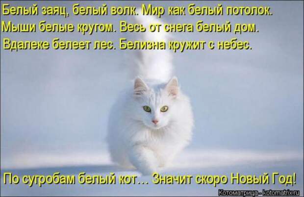 Котоматрицы(картинки с надписями)