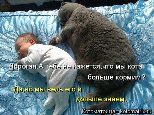 Новая котоматрица для хорошего настроения (37 фото)