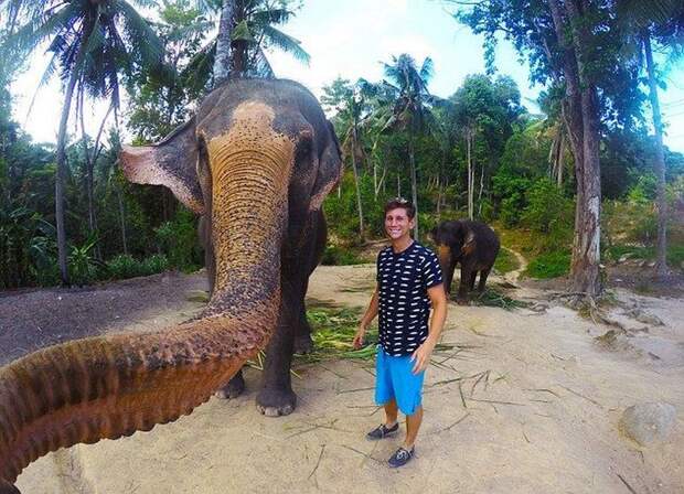 Слон сфотографировался с туристом на память селфи, слон, турист