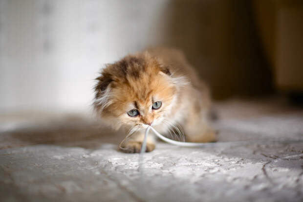 Шотландская вислоухая кошка: фото, характер и особенности породы