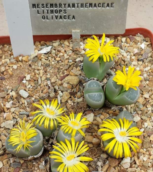 Литопс оливково-зелёный (лат. Lithops olivacea)