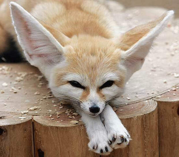 Фенек. Фото / fennec fox photo