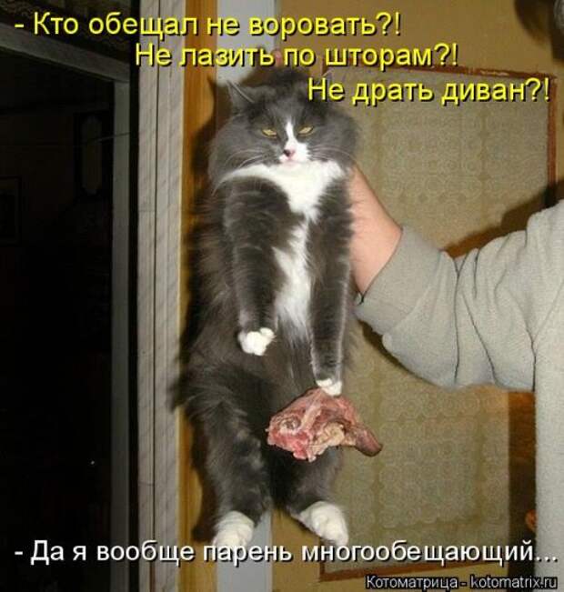 Свежая котоматрица (36 фото)
