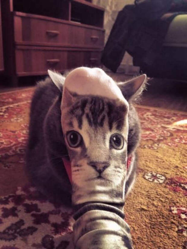 Веселые снимки, сделанные в самый подходящий момент (50 фото)