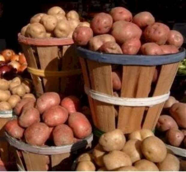 Картофель в Красноярске " Картофель и батат Красноярска (Красноярский край) " Бесплатные объявления Ganini.Ru (Ганини.Ру)