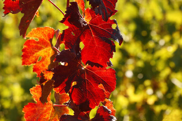 В сентябре виноградная стена окрашивается алыми, розовыми, оранжевыми и красными тонами.