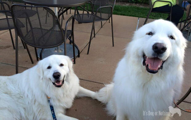Great Pyrenees at Panera