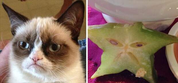 cat look like, коты похожие на знаменитостей, коты похожие на нечто другое
