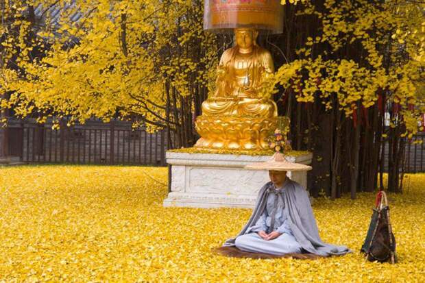 dzolotye_listja_dereva_ginkgo_5_foto_4