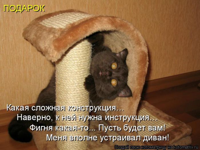 Лучшие котоматрицы недели (50 фото)