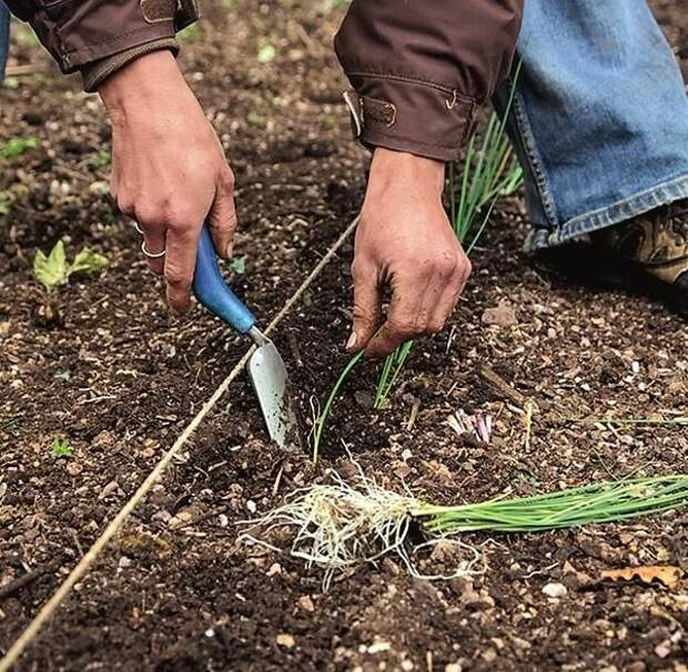 Высаживать лук-порей желательно рядами в рыхлую, богатую гумусом почву.