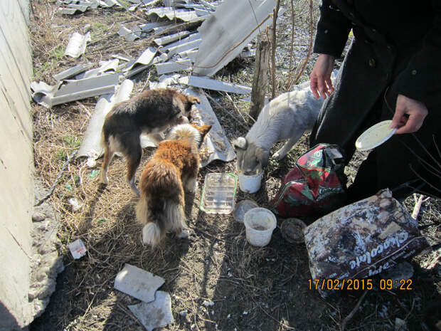 ВОЙНА в Донбассе! Гуманитарная катастрофа, блокада, разруха, болезни и голод. Животным для выживания нужна ваша помощь!