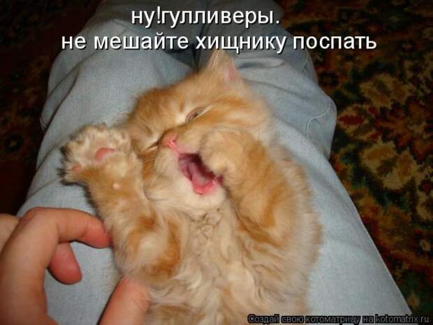 Лучшие котоматрицы недели (50 фото)
