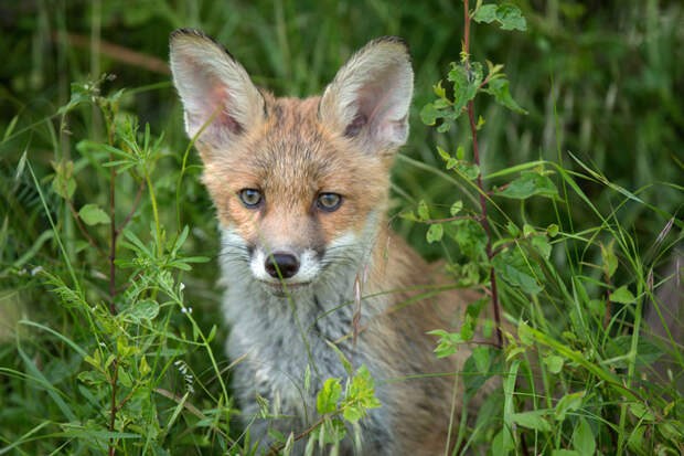 orphaned-fox-cub-adopted-dog-ziva-dinozzo-germany-9