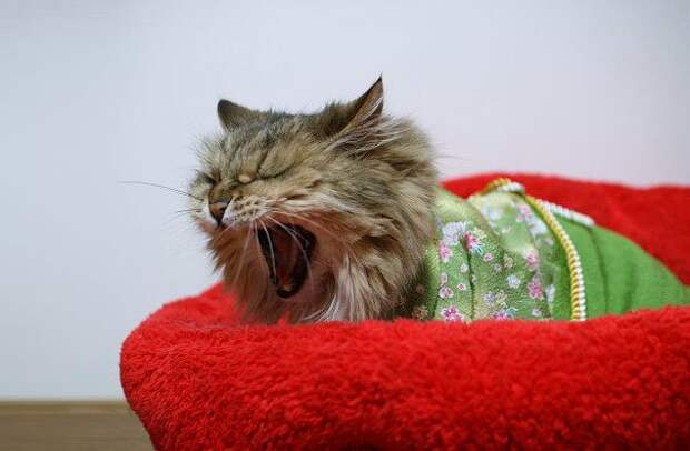 коты в кимоно, Япония