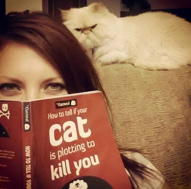 кошки, которые хотя убить своих владельцев, злые кошки