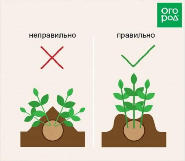 Схема окучивания картофеля