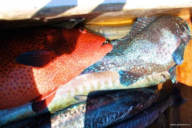 Как я на острове Мадагаскар рыбу ловил мадагаскар, рыбалка, фото