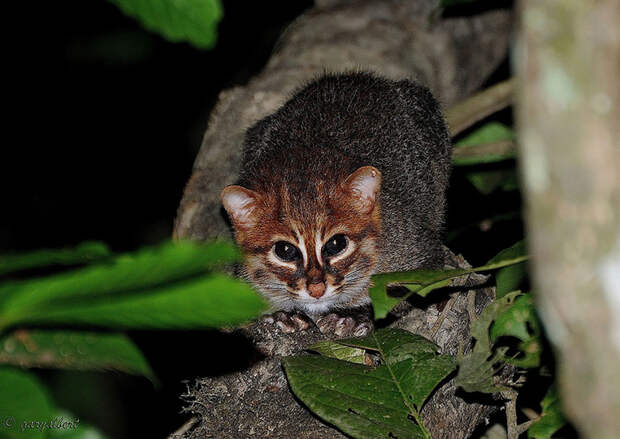 unusual-wild-cats-25__880