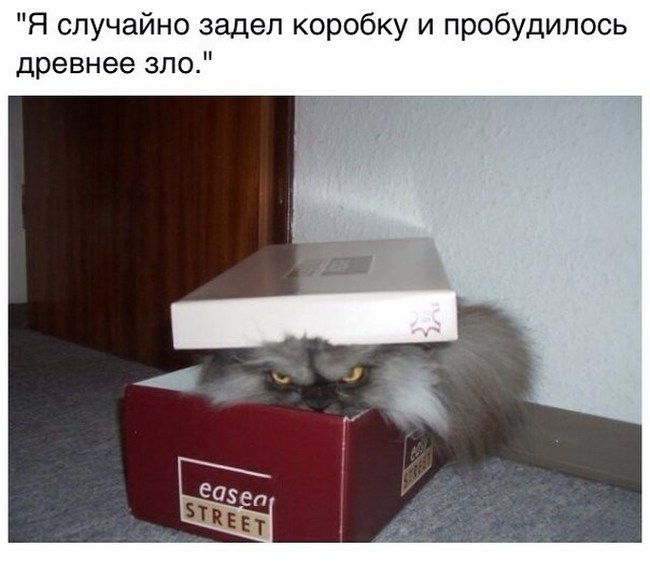 Картинки со смешными подписями картинки, прикол, юмор