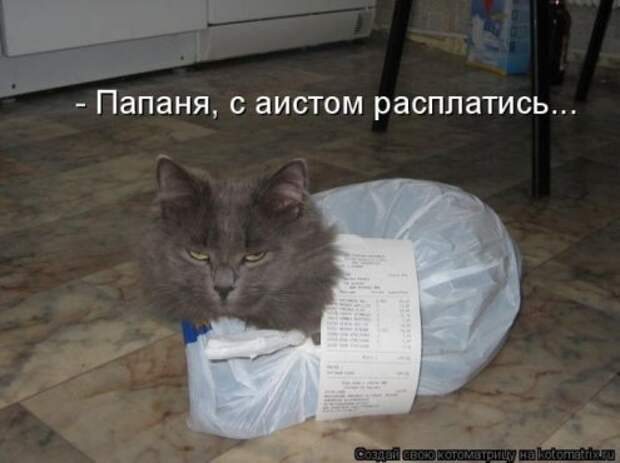 Котоматрица новые за неделю.