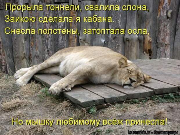 Лучшие котоматрицы недели