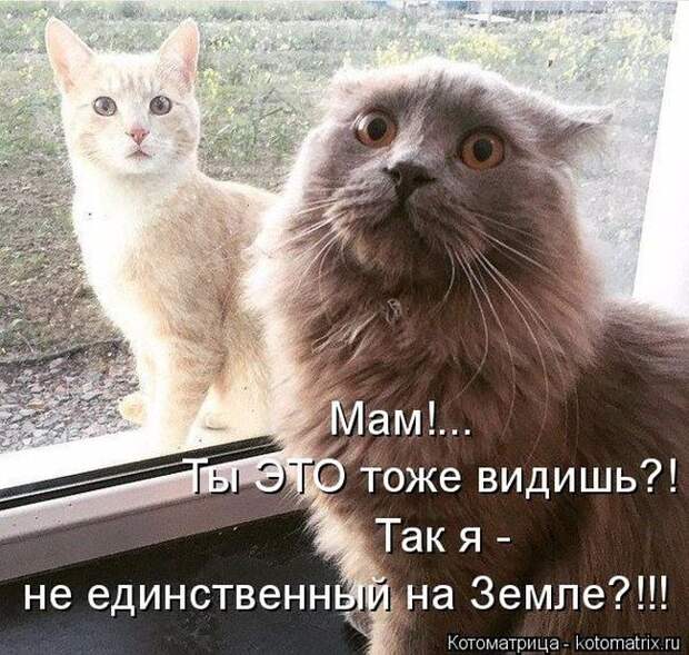 Лучшие котоматрицы недели