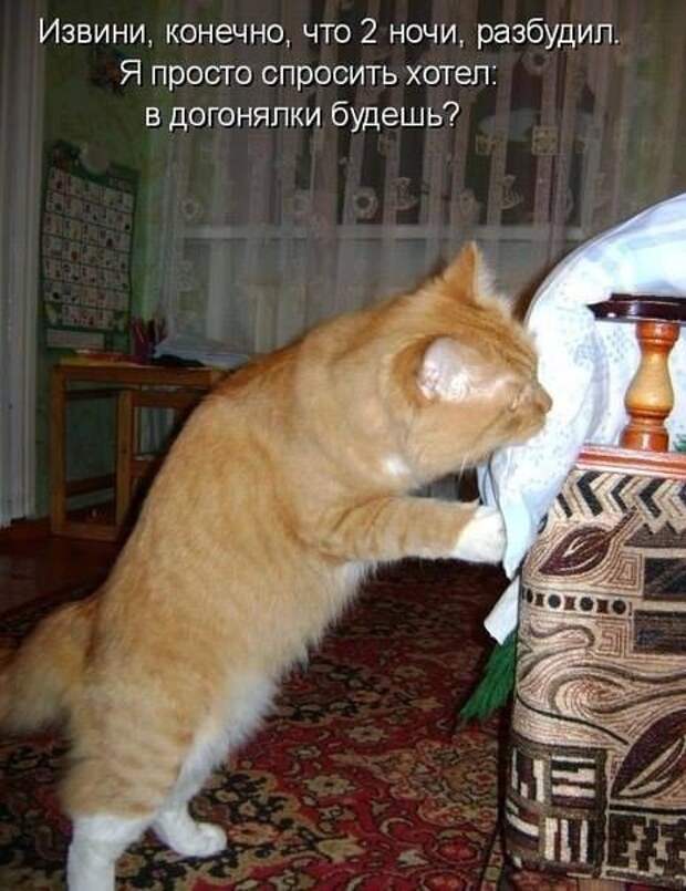 Кошачий фотопост! Кошачий фотопост! коты, юмор