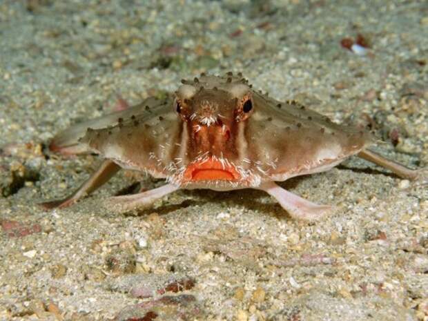 Морской нетопырь (лат. Ogcocephalidae) (англ. Batfish)