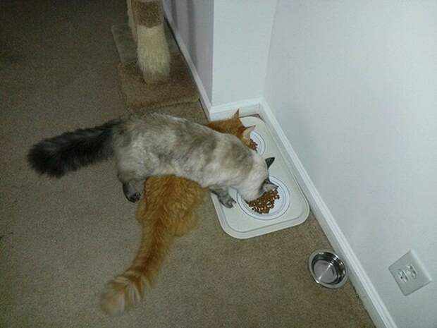 Правило «из чужой тарелки вкуснее» работает и у котов. интересное, кошки, фотографии