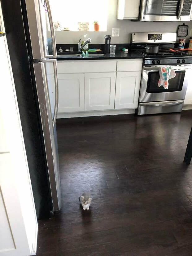 Милые малыши-котята растопят ваше сердце