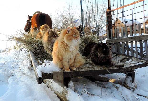Необычная колония рыжих под Барнаулом животные, коты