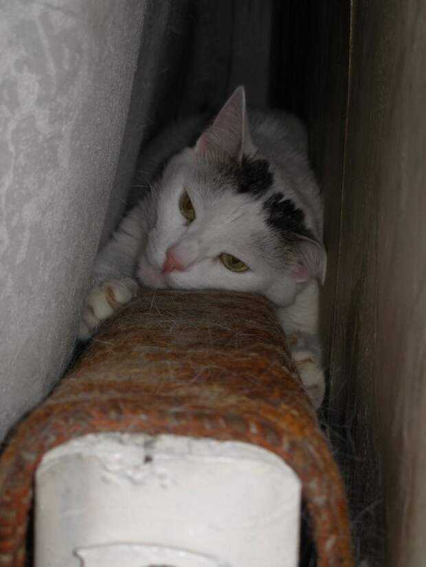 Кошки на батарее (22)