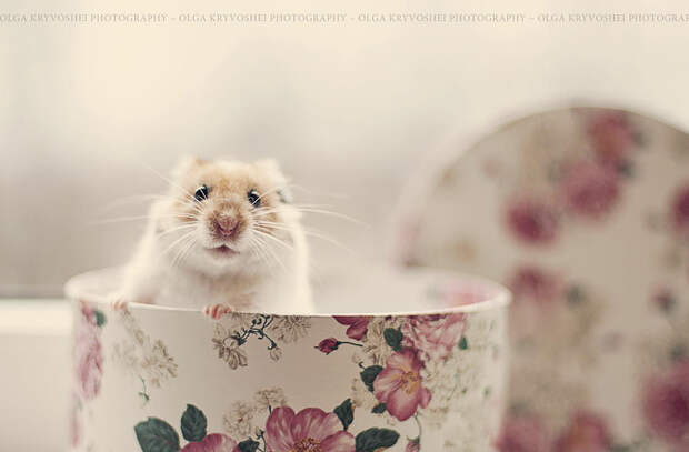 37 фотографий животных, которые вызывают улыбку - 17