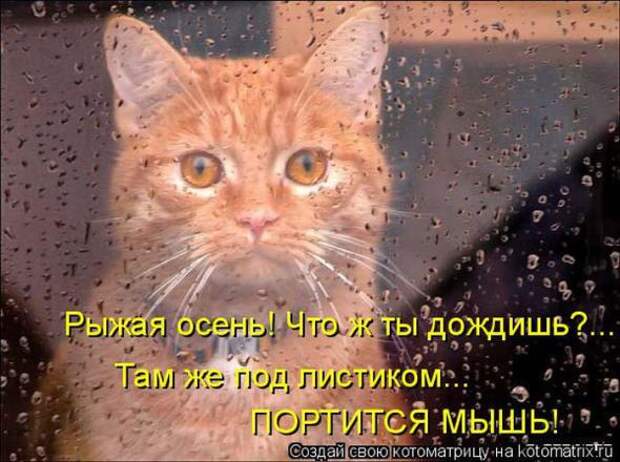 Котоматрицы(картинки с надписями)