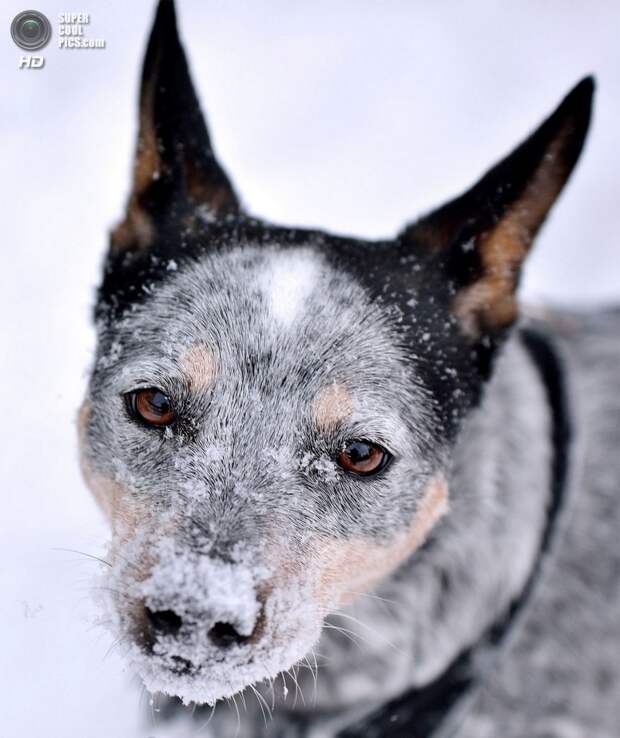 Снег — собачье счастье. (Jacqueline Verdun)
