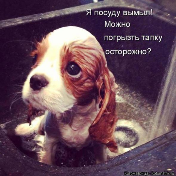 Котоматрицы(картинки с надписями)