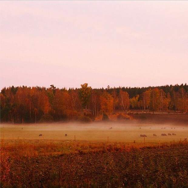 жизнь в Швеции (6)