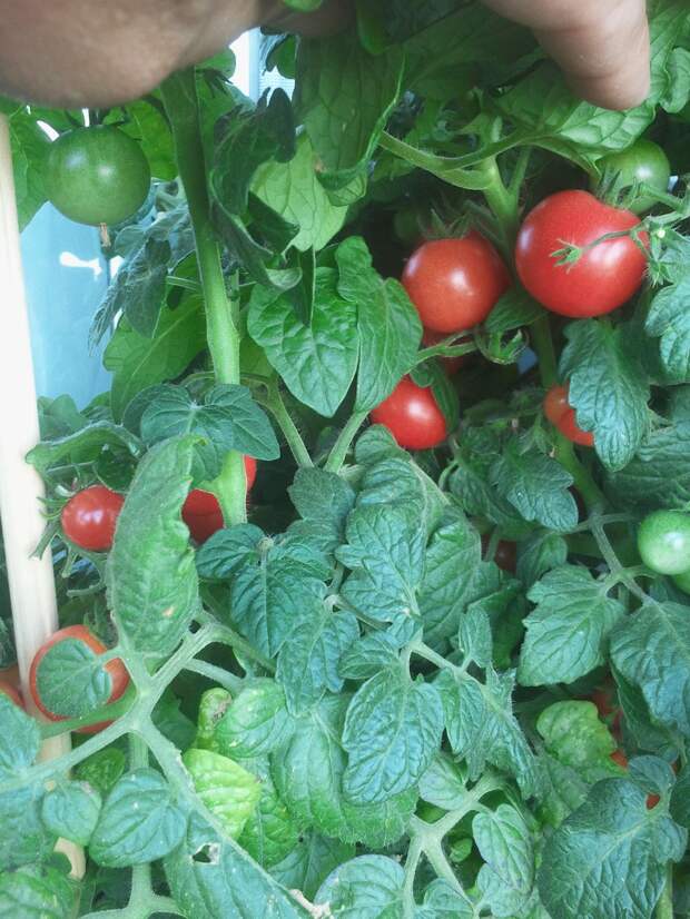 Мой балконный огород своими руками, сделай сам