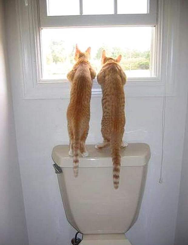 Коты, смотрящие в окно коты, окно, фотографии
