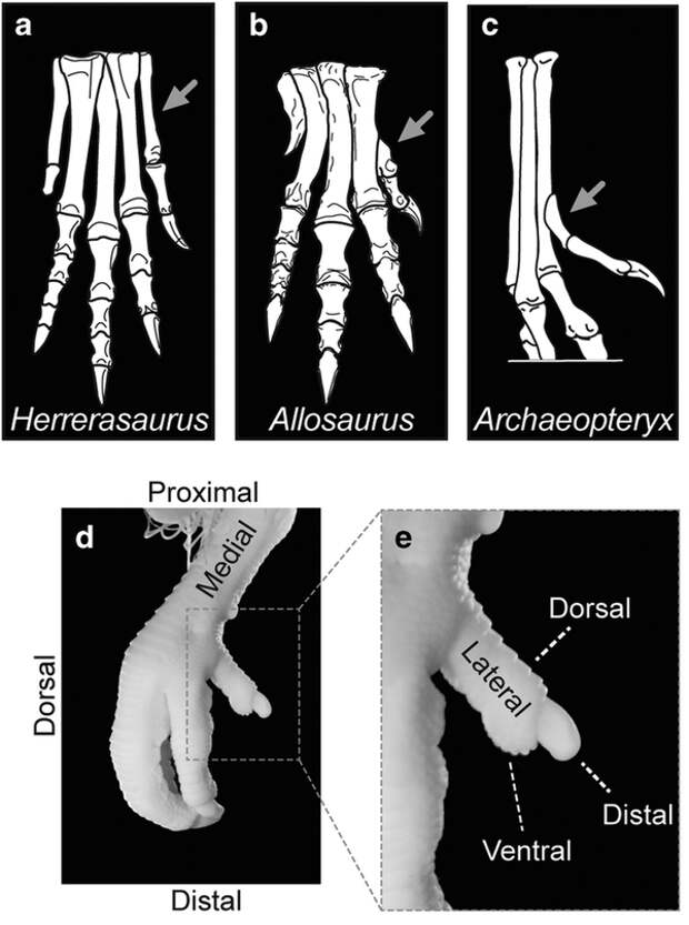 Major transformations of Mt1 in the evolution of avian opposable hallux.