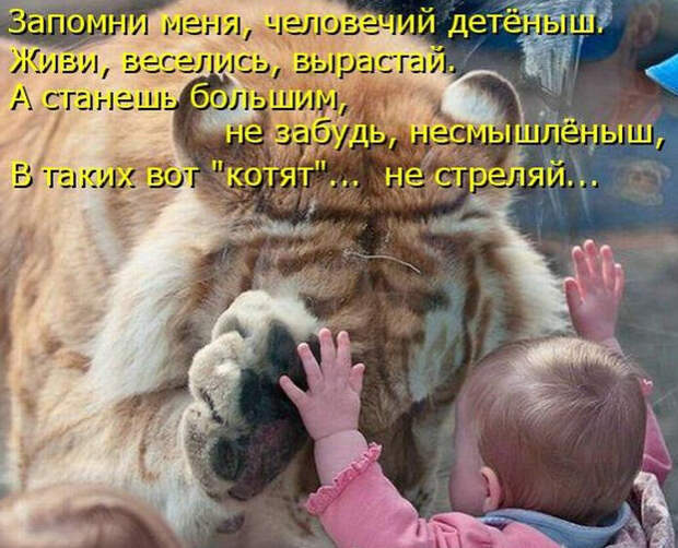 Смешные животные из КотоМатрицы (49 шт.)