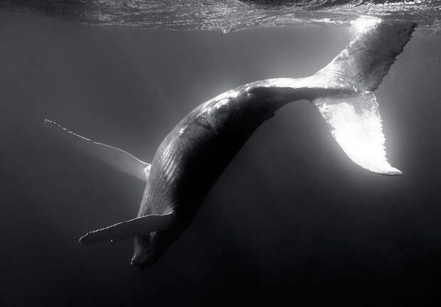 Величественная красота китов