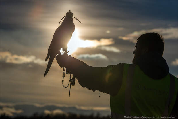 DME birds DME birds