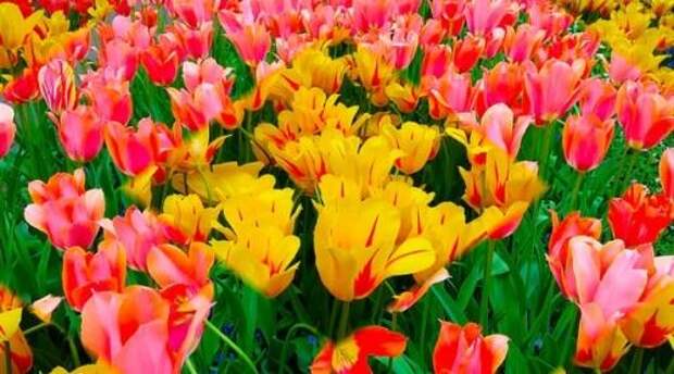 Великолепные ковры цветущих тюльпанов в парке