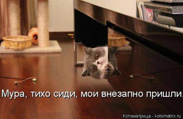 Котоматрица: Мура, тихо сиди, мои внезапно пришли.