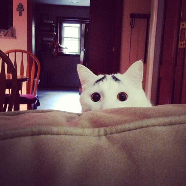 Кошки, над окрасом которых природа постаралась Кошки, над окрасом которых природа постаралась кошки, необычный окрас