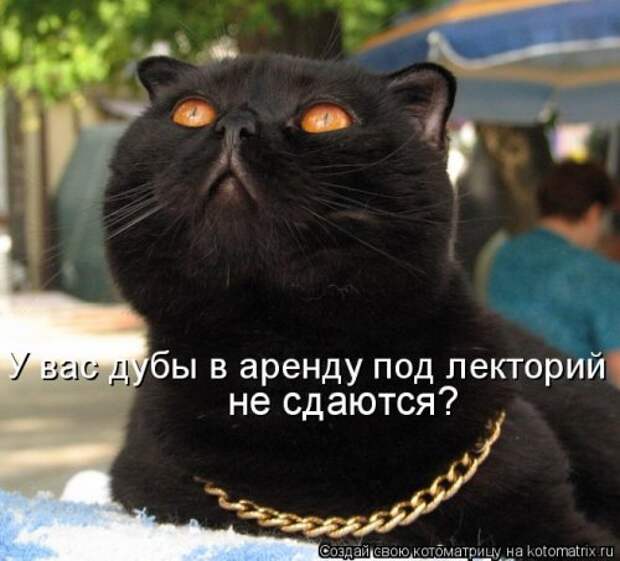 Лучшая котоматрица недели (35 фото)