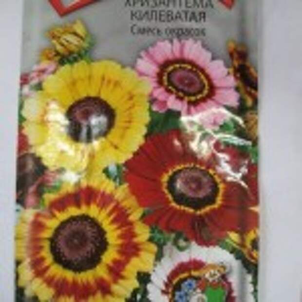 Хризантема однолетняя (выращивание и уход)